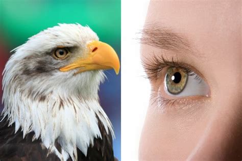 how are eagle eyes similar to human eyes